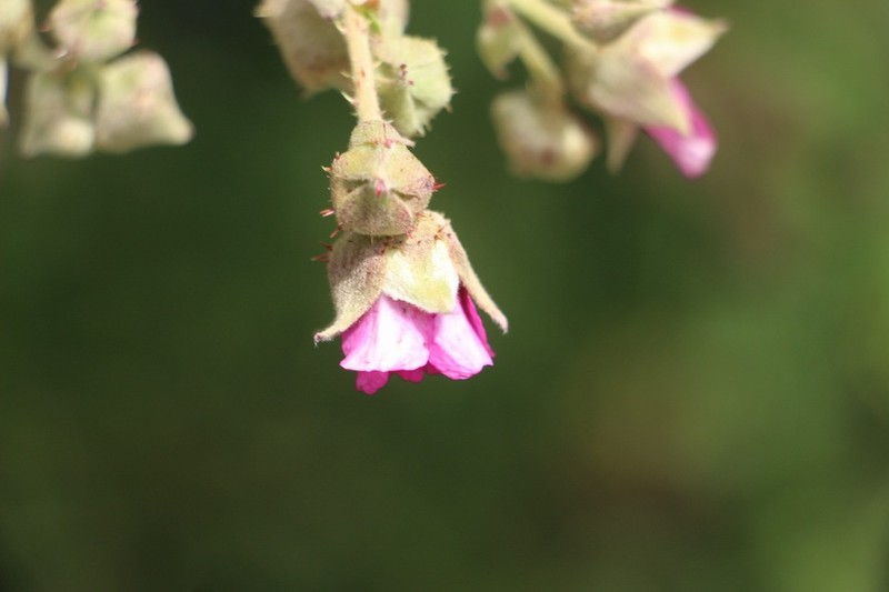 Rubus choachiensis photo 5