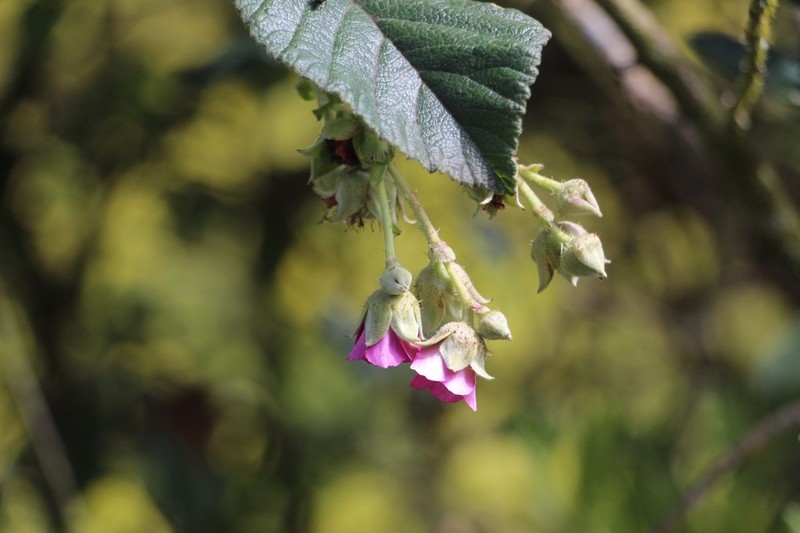 Rubus choachiensis photo 6