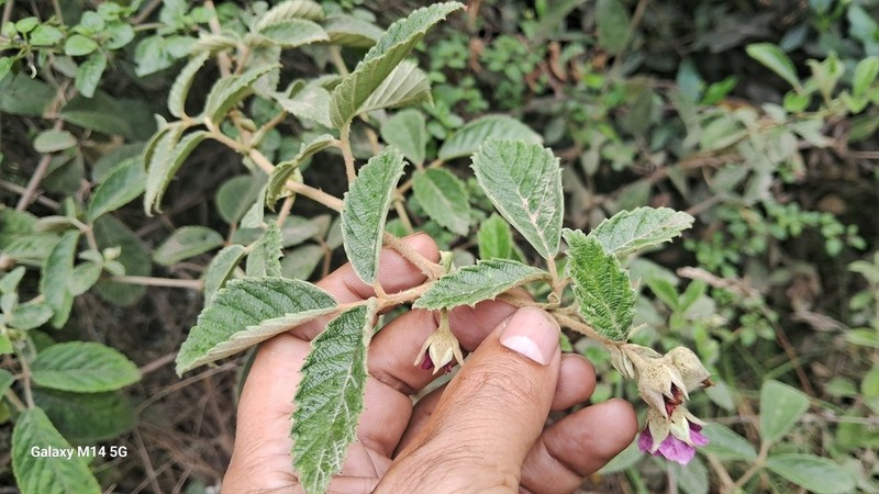 Rubus choachiensis photo 7