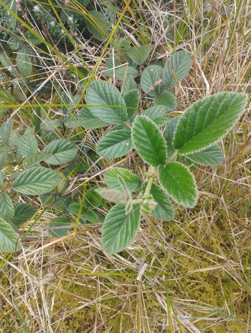 Rubus choachiensis photo 8
