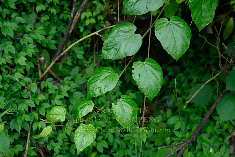 Rubus chroosepalus