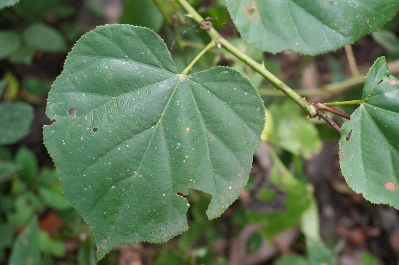Rubus chroosepalus photo 2