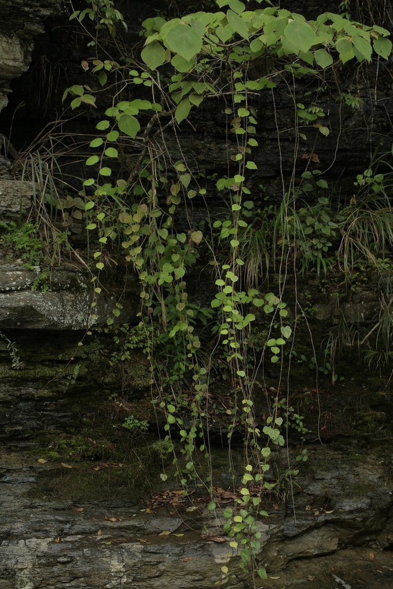 Rubus chroosepalus photo 3