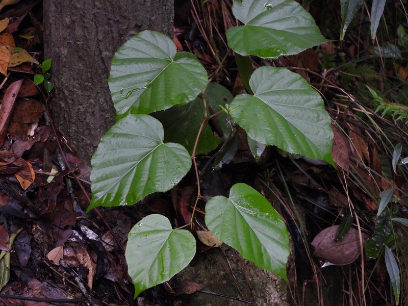 Rubus chroosepalus photo 4