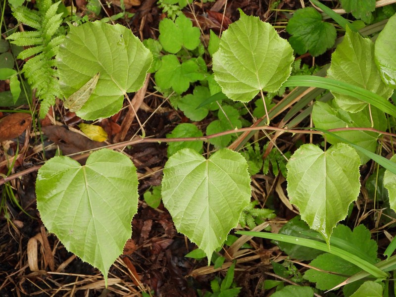 Rubus chroosepalus photo 5