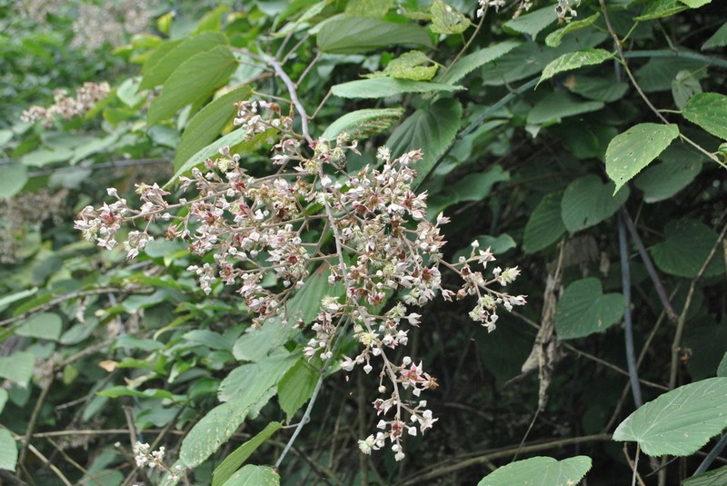 Rubus chroosepalus photo 6