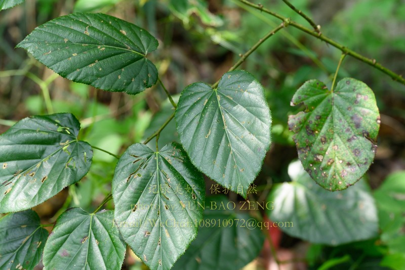 Rubus chroosepalus photo 7
