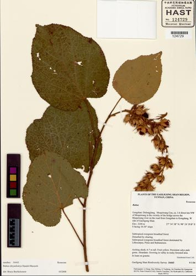 Rubus chrysobotrys