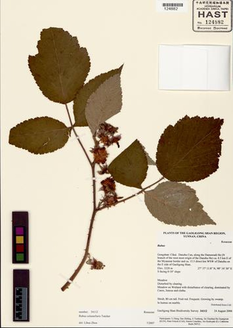 Rubus chrysobotrys photo 2