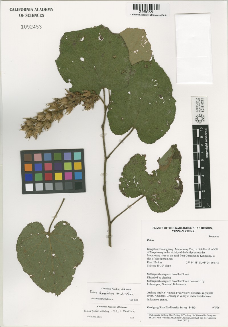 Rubus chrysobotrys photo 3