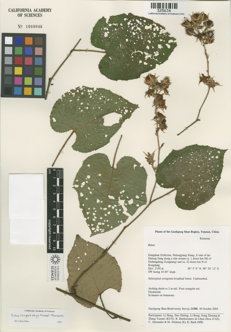 Rubus chrysobotrys photo 4