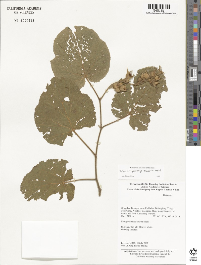 Rubus chrysobotrys photo 5