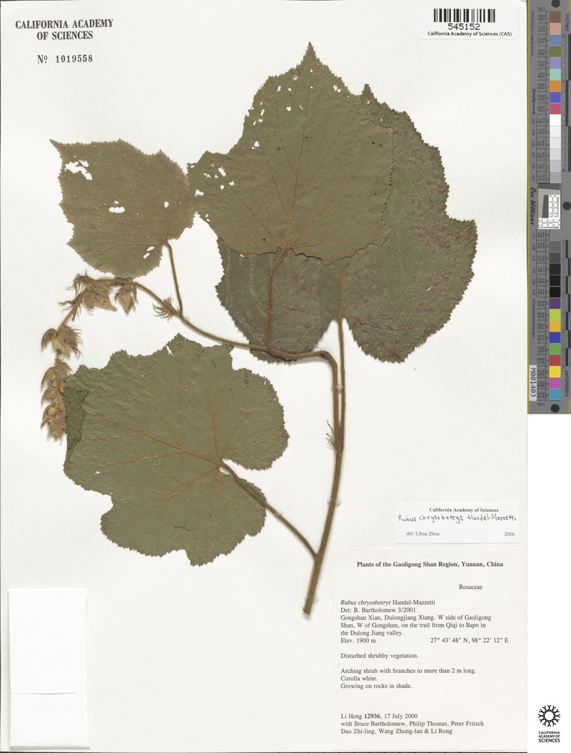 Rubus chrysobotrys photo 6