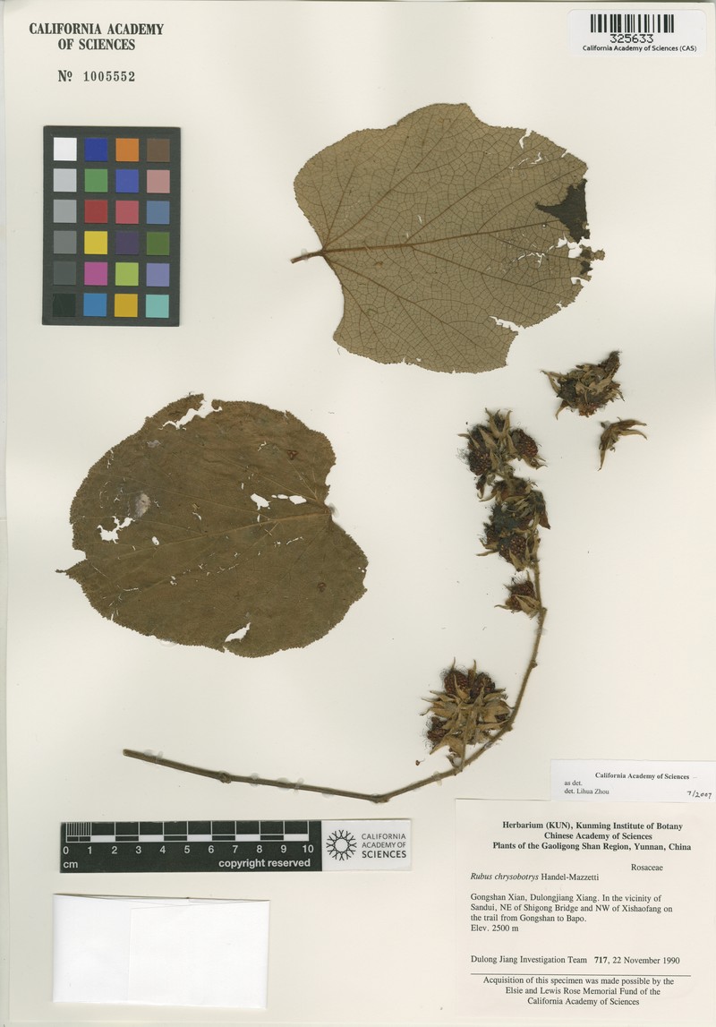 Rubus chrysobotrys photo 7