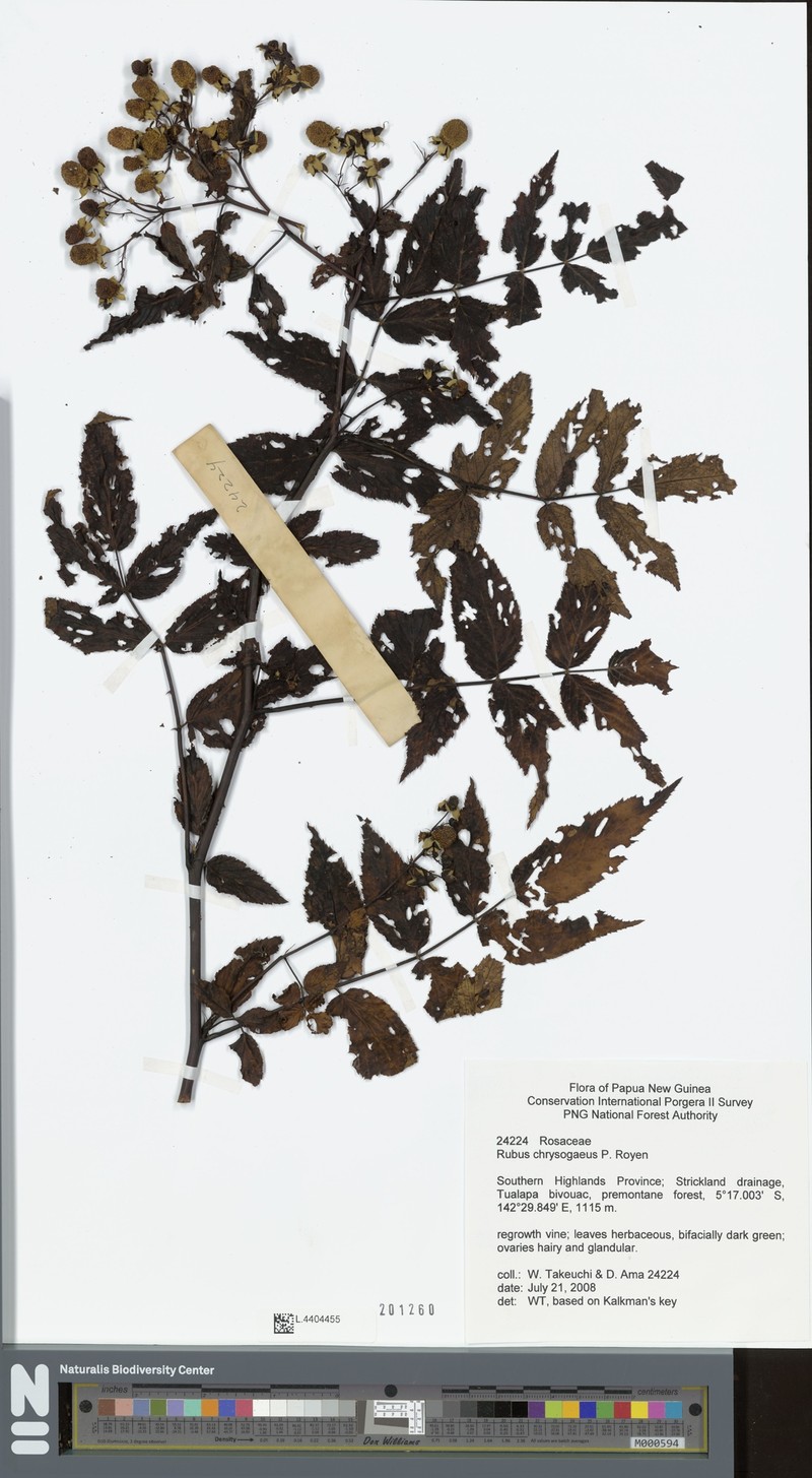 Rubus chrysogaeus