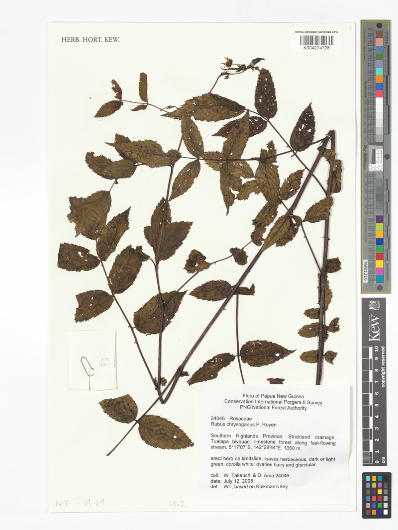 Rubus chrysogaeus photo 2