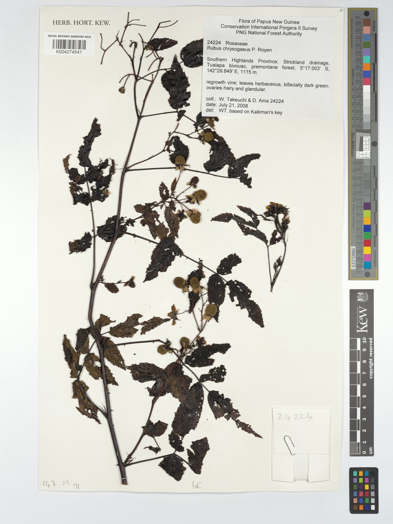Rubus chrysogaeus photo 3