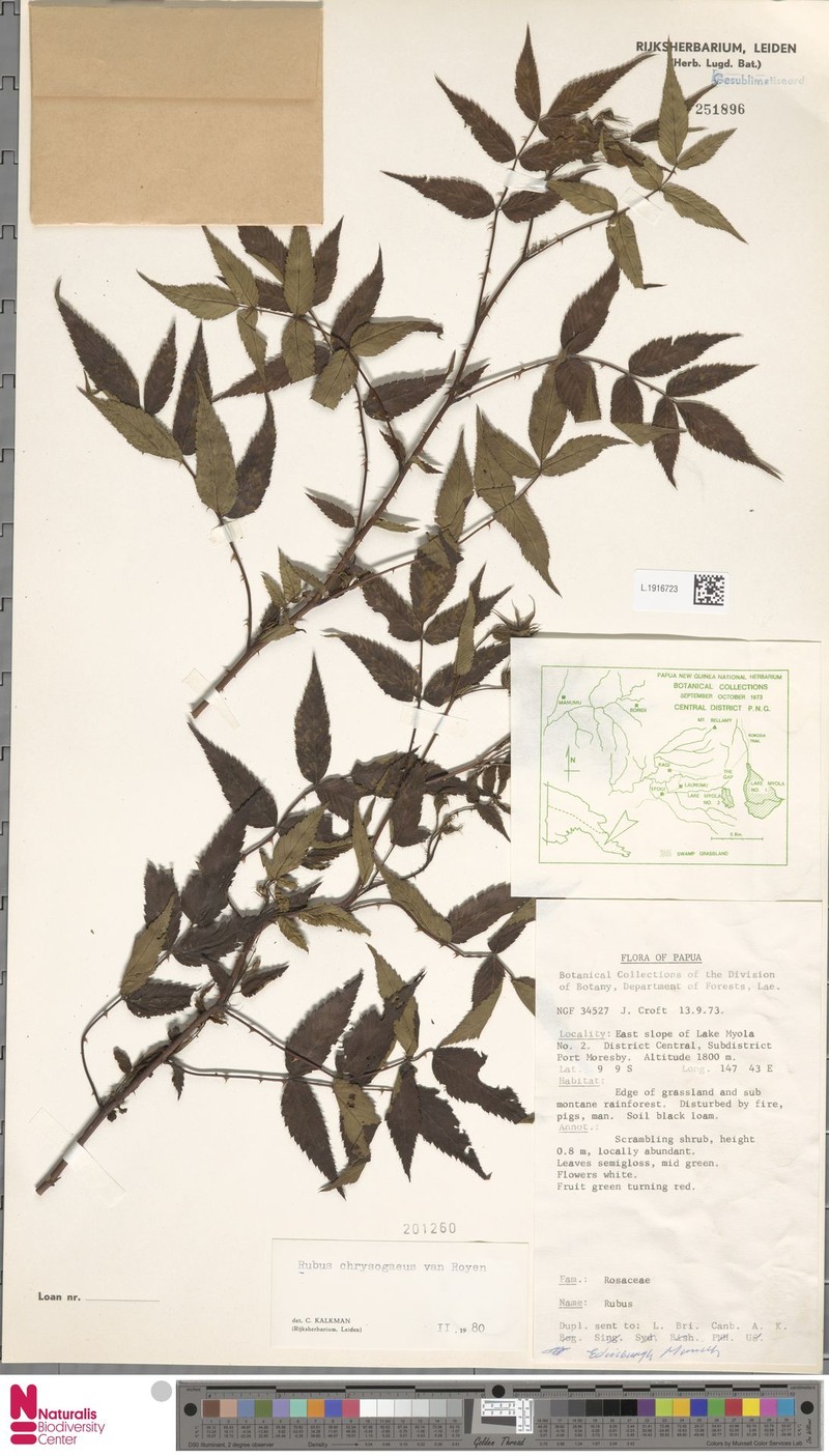 Rubus chrysogaeus photo 4