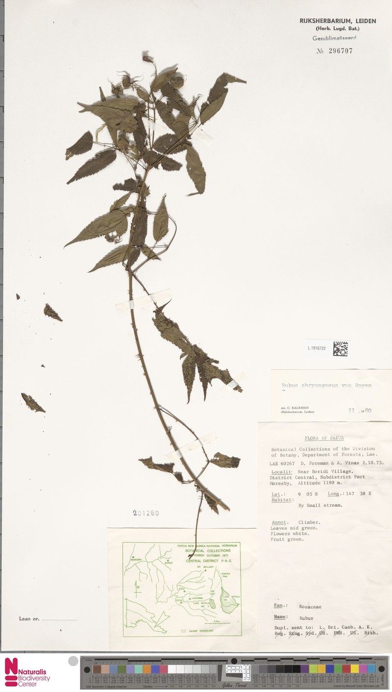 Rubus chrysogaeus photo 5
