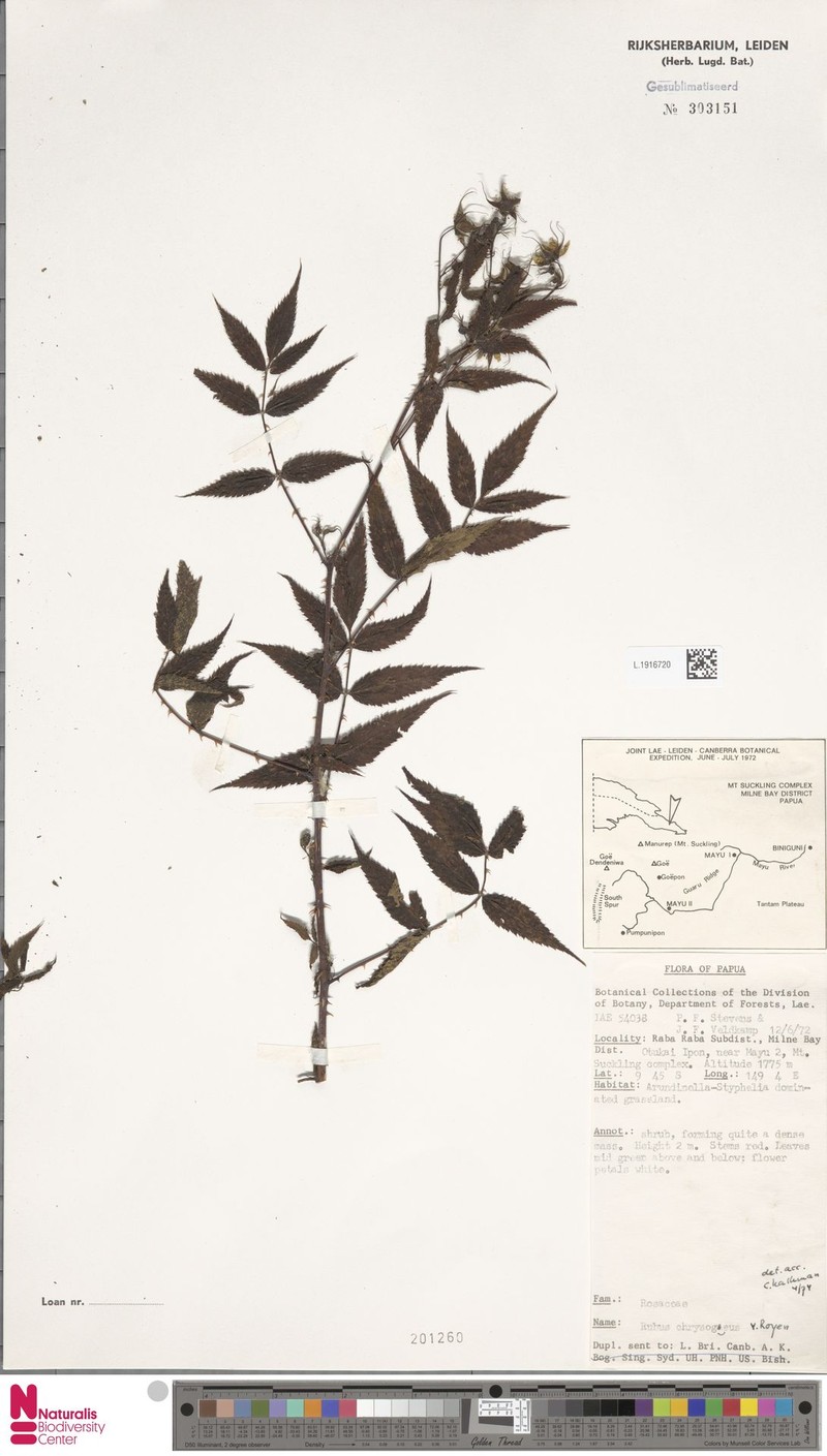 Rubus chrysogaeus photo 6