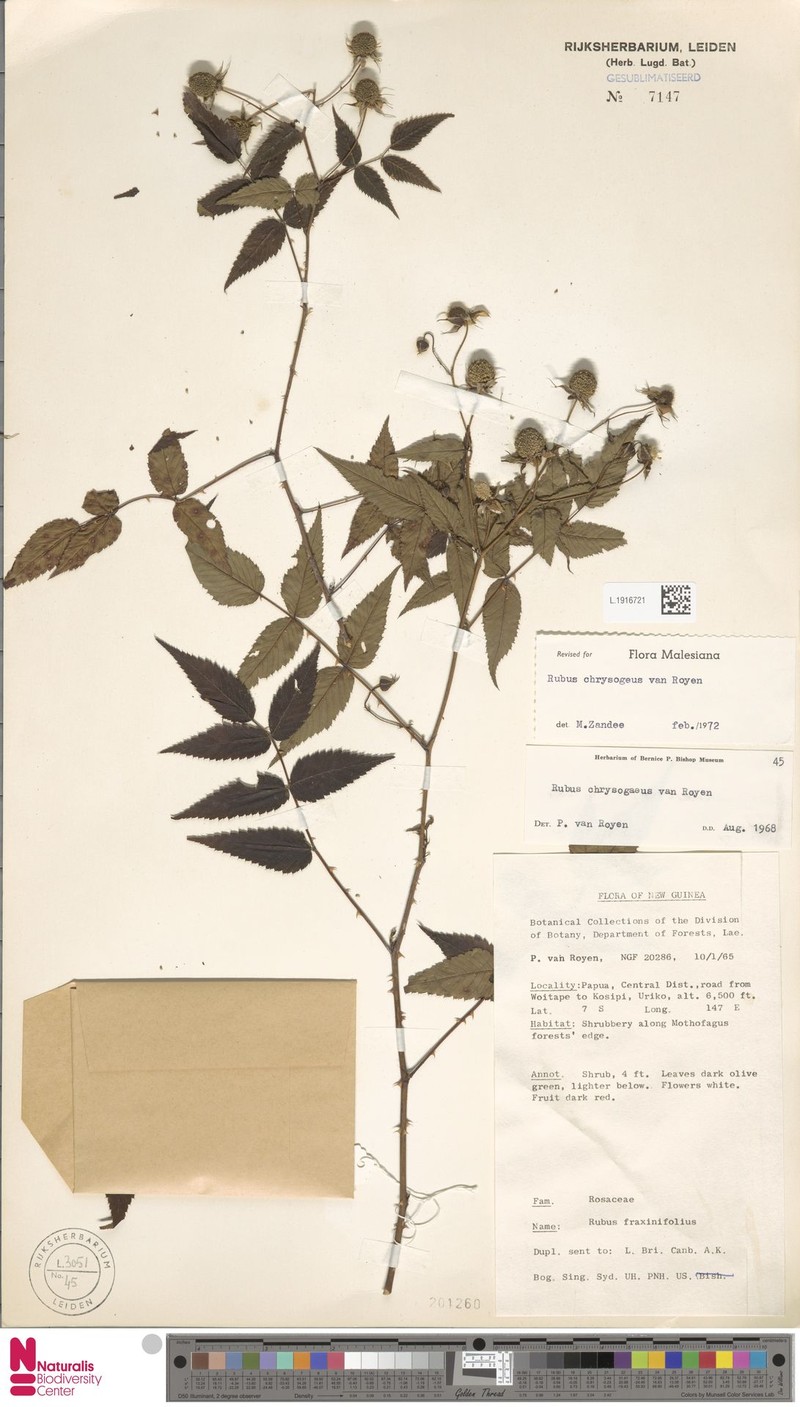 Rubus chrysogaeus photo 7