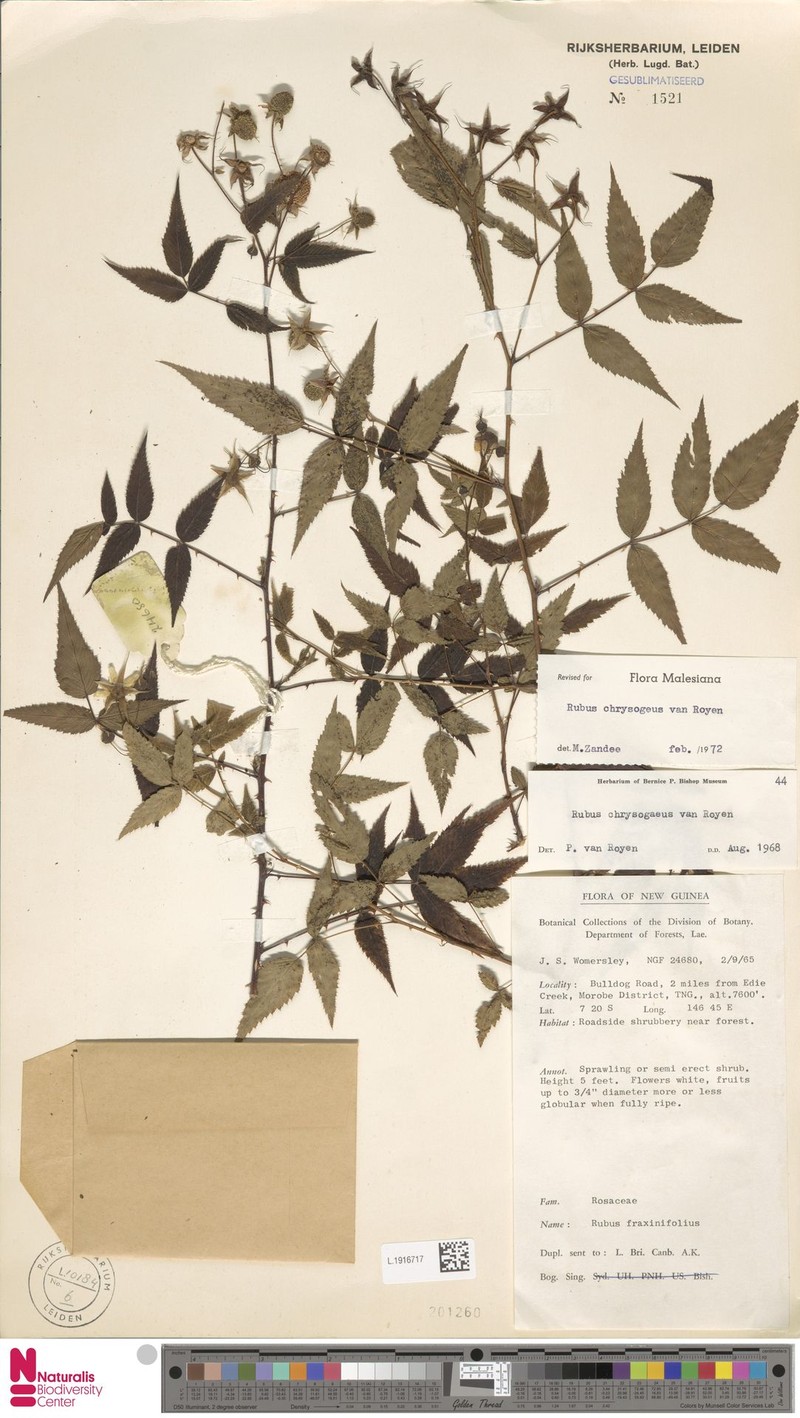 Rubus chrysogaeus photo 8