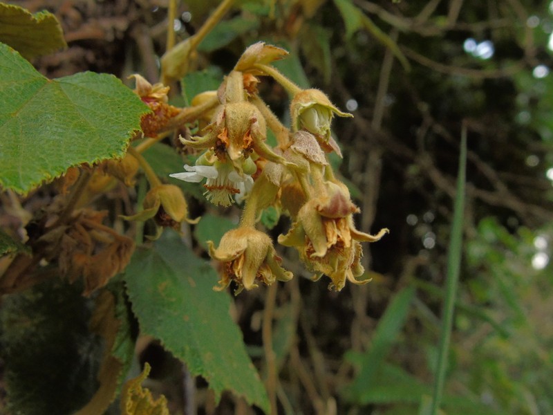 Rubus chrysophyllus