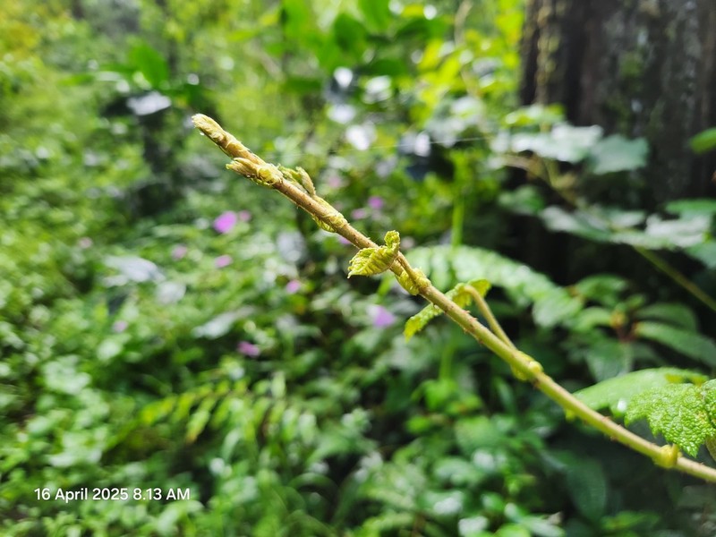 Rubus chrysophyllus photo 2