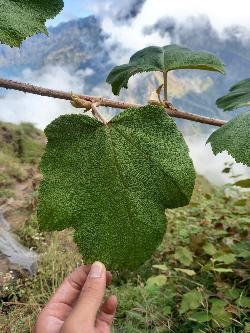 Rubus chrysophyllus photo 3