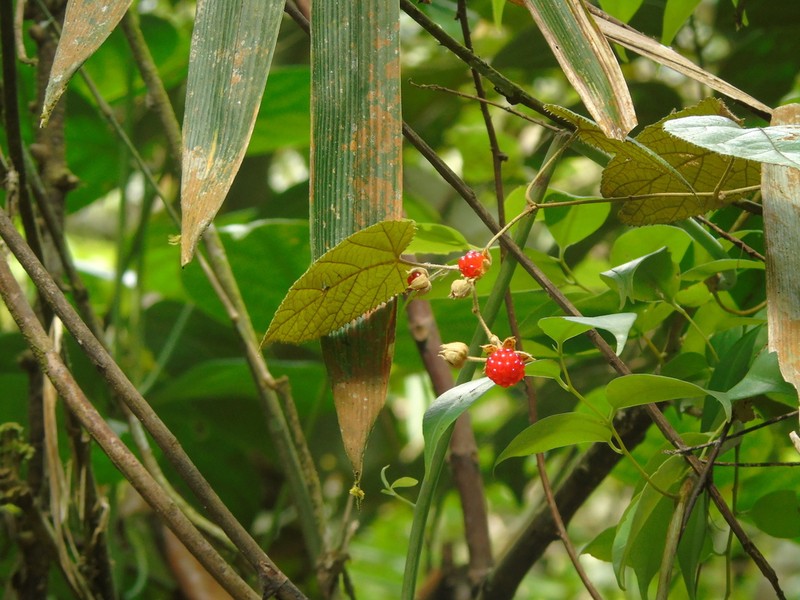 Rubus chrysophyllus photo 4