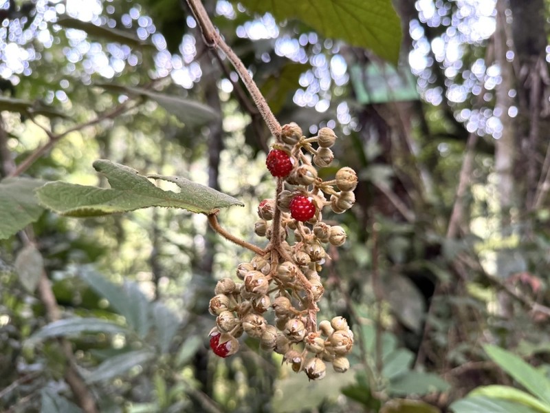 Rubus chrysophyllus photo 5