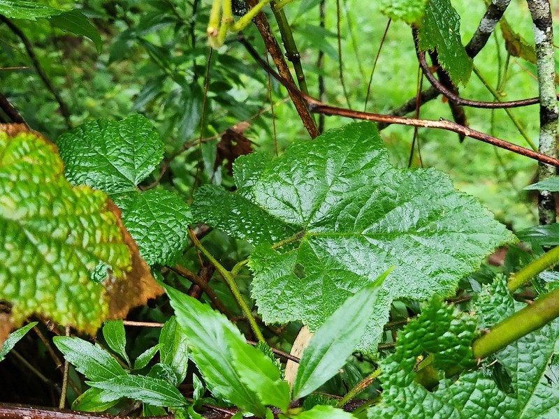 Rubus chrysophyllus photo 6