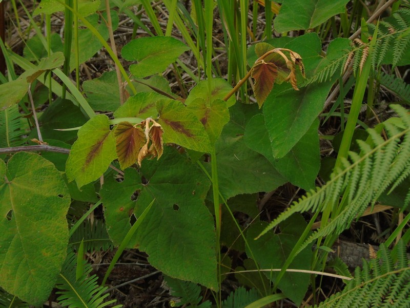 Rubus chrysophyllus photo 7