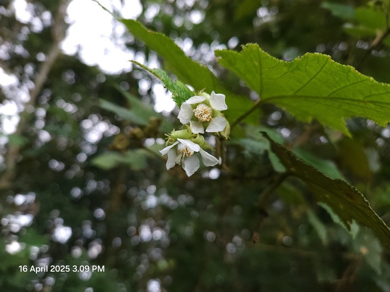 Rubus chrysophyllus photo 8