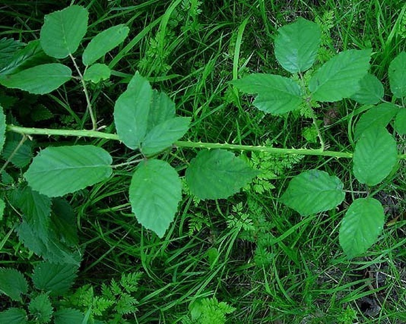 Rubus chrysoxylon