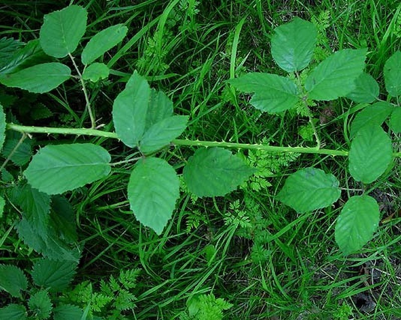 Rubus chrysoxylon photo 2
