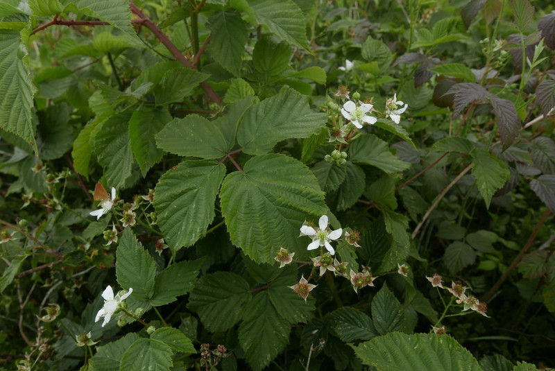 Rubus cimbricus