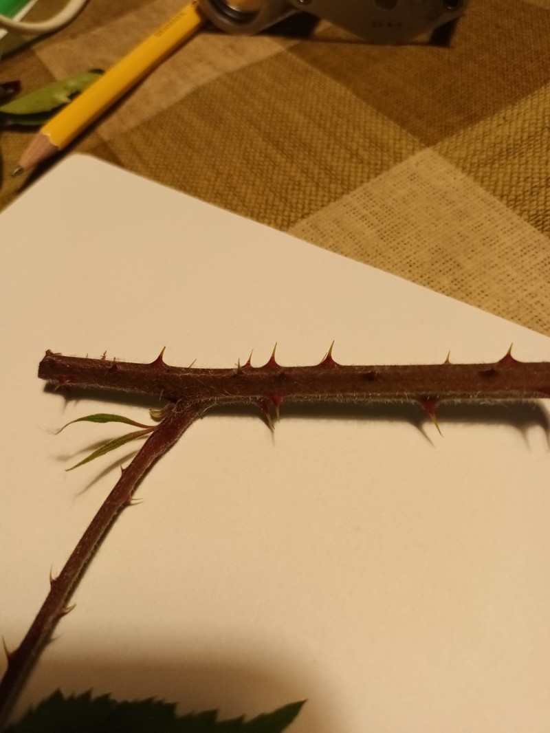 Rubus cimbricus photo 2