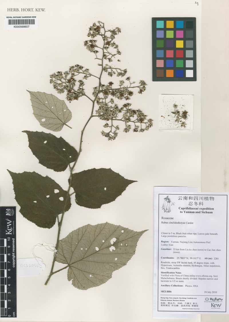 Rubus cinclidodictyus