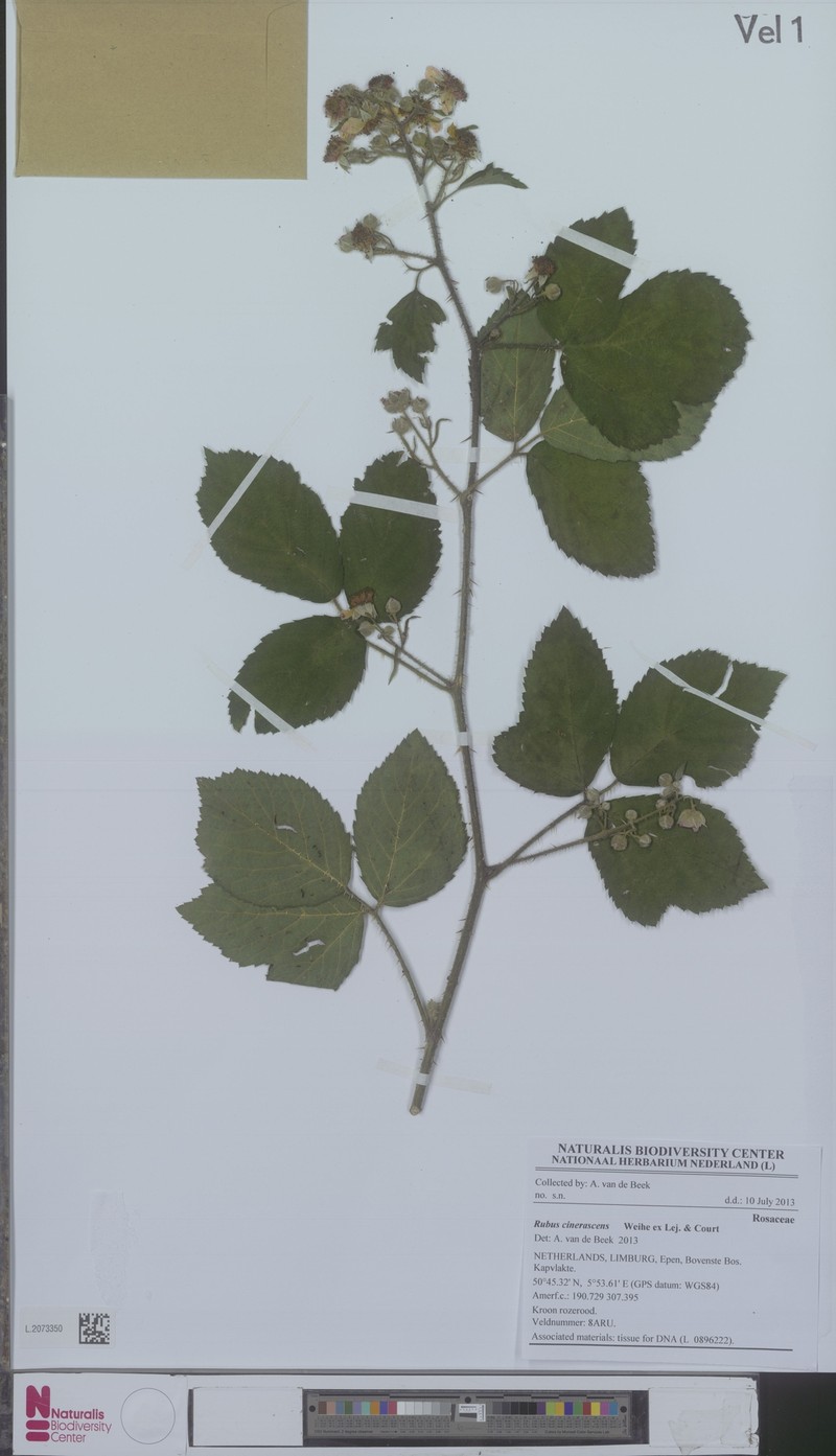 Rubus cinerascens