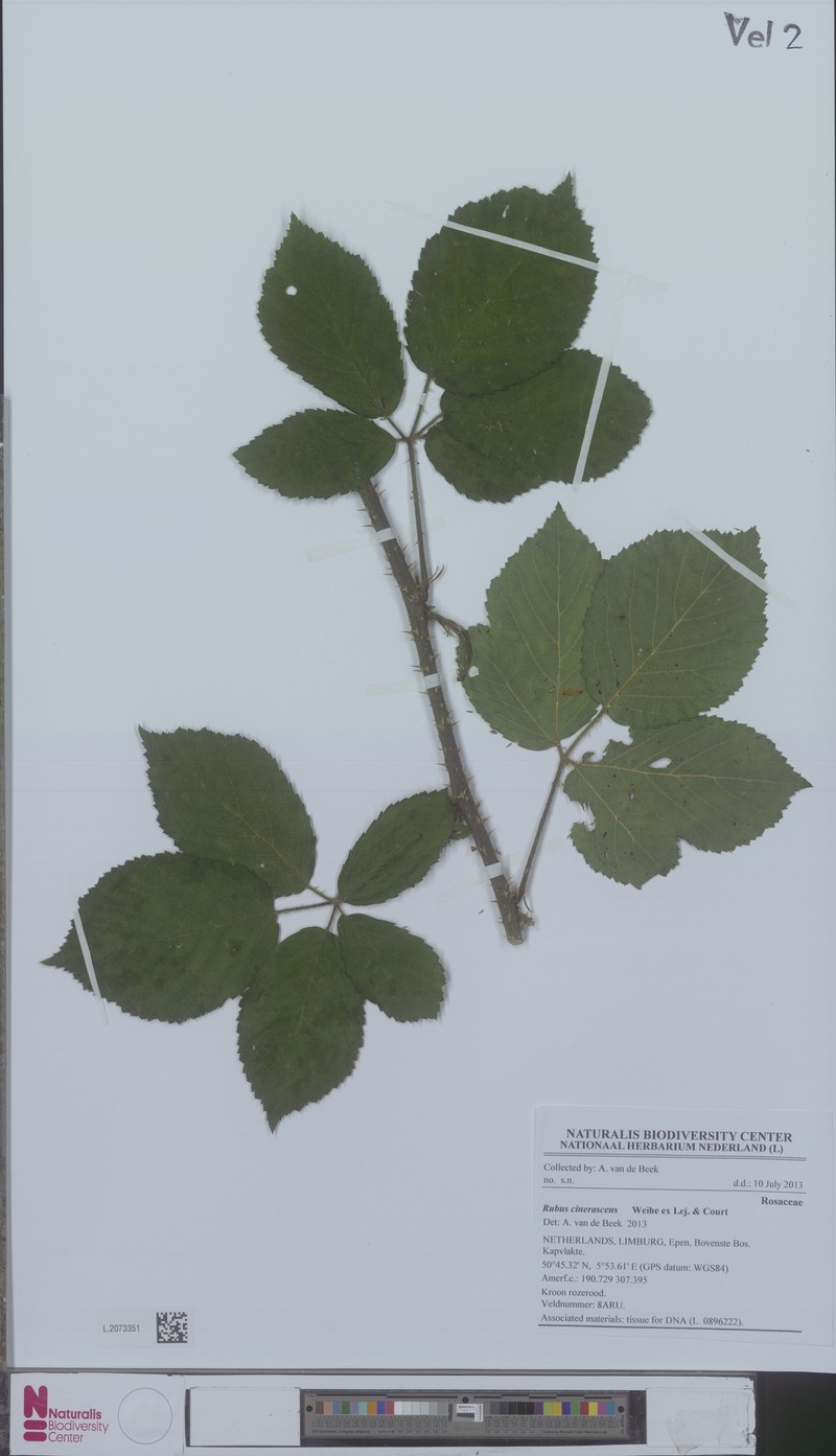 Rubus cinerascens photo 2