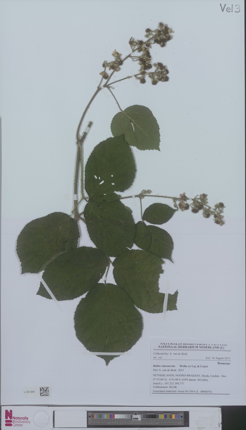 Rubus cinerascens photo 3