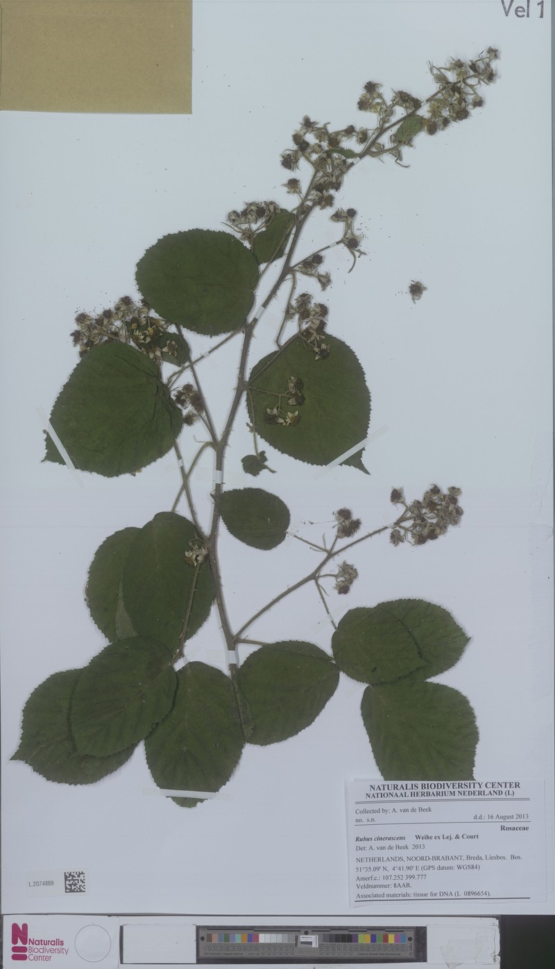 Rubus cinerascens photo 4