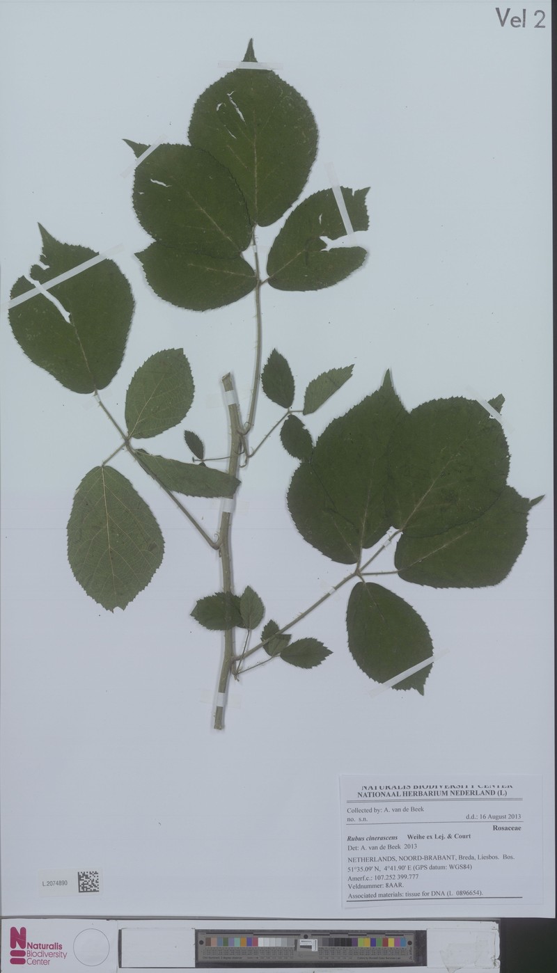Rubus cinerascens photo 5