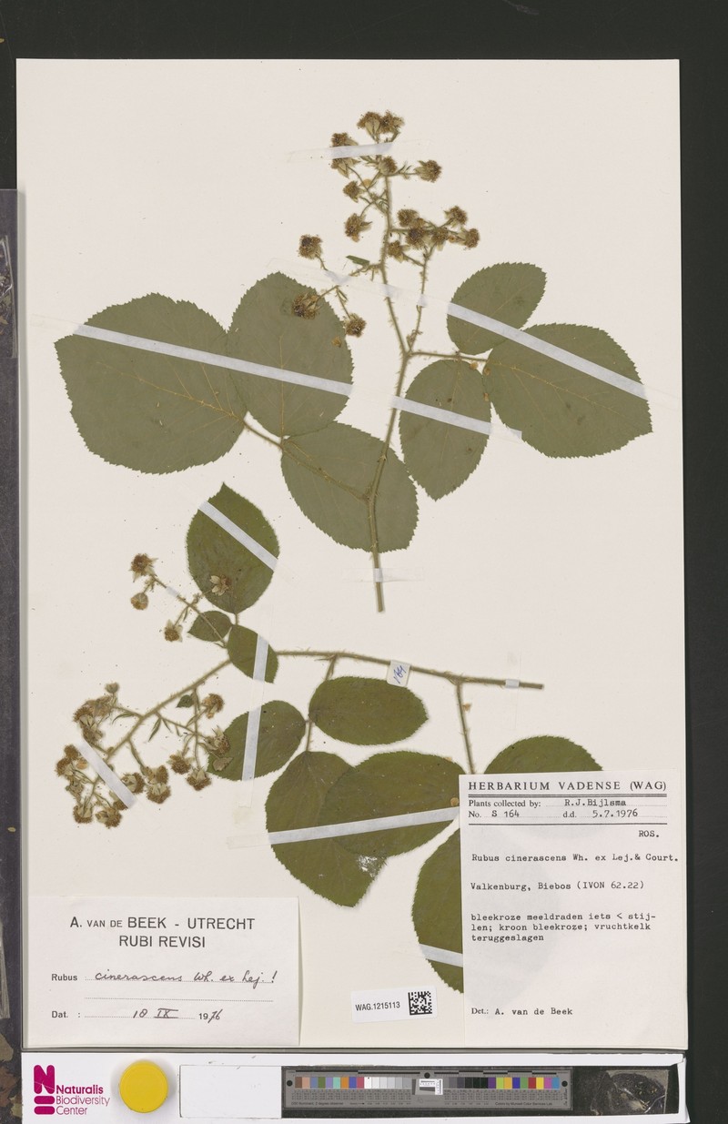 Rubus cinerascens photo 6