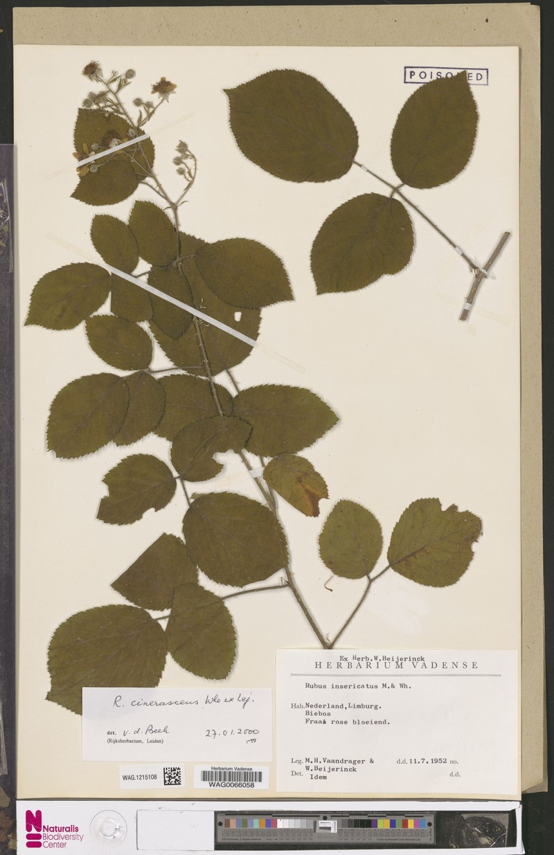 Rubus cinerascens photo 8