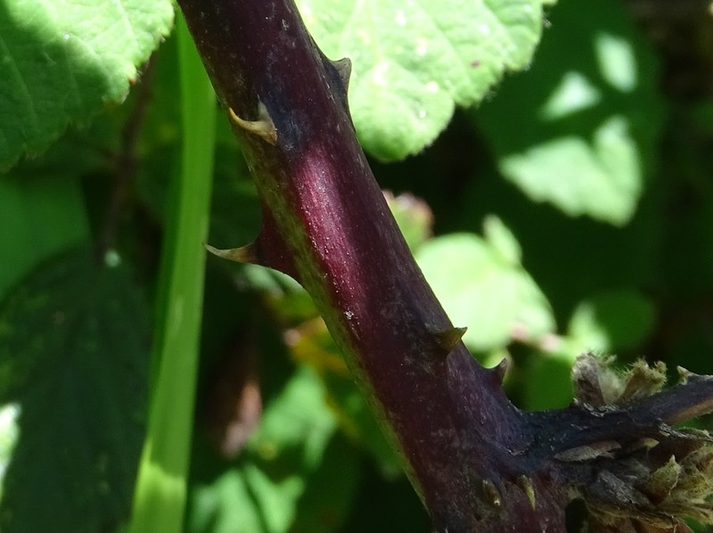 Rubus cissburiensis
