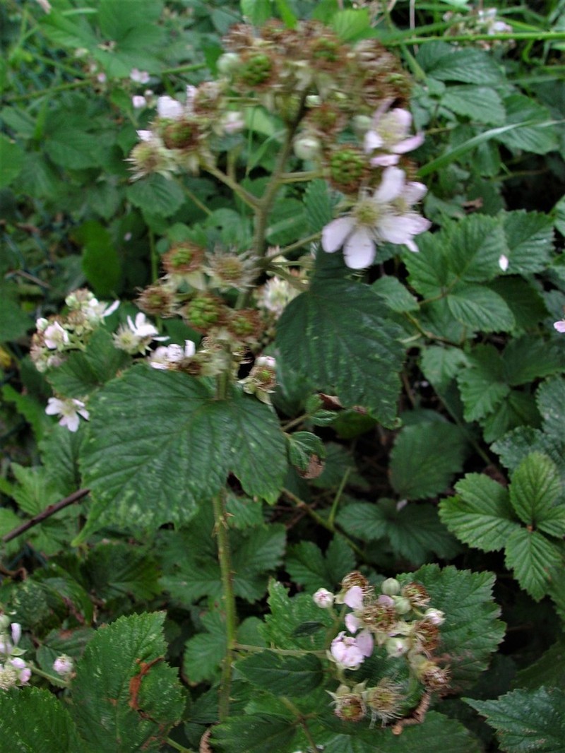 Rubus cissburiensis photo 2