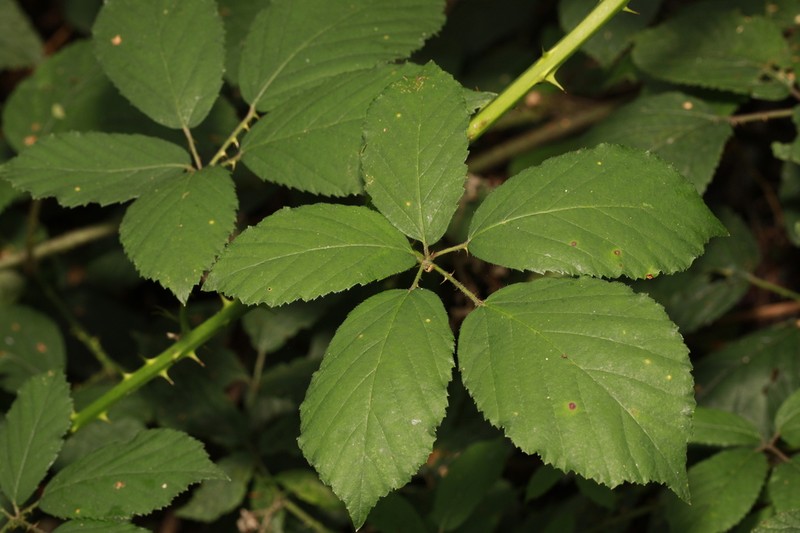 Rubus cissburiensis photo 3