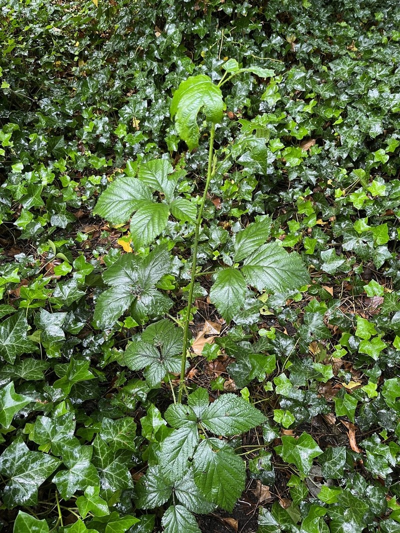 Rubus cissburiensis photo 4
